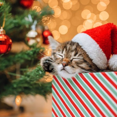 Celebrating Decem-purr